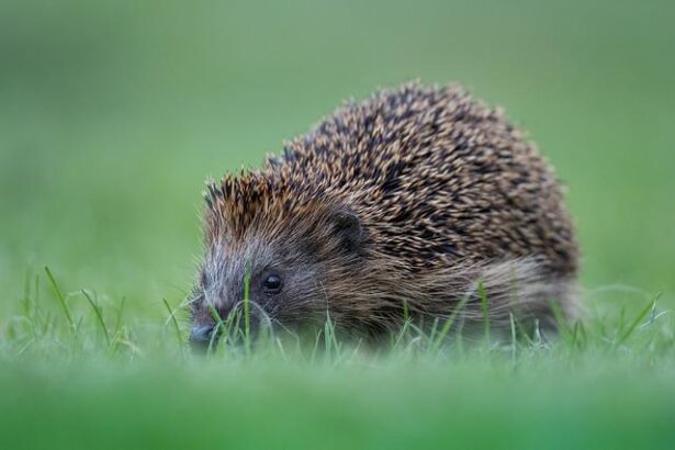 Why the Surging Spurs Struggle to Find Consistent Scoring Rhythm