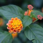 Toumani Camara Smashes Single-Season Offensive Foul Record