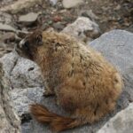 Evan Mobley Sparks Cavaliers’ Epic Comeback to Crush Grizzlies After 17-Point Deficit