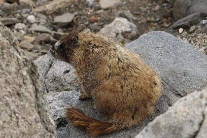 Evan Mobley Sparks Cavaliers’ Epic Comeback to Crush Grizzlies After 17-Point Deficit