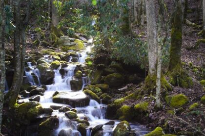 North Carolina Men’s Basketball Excited to Welcome Michael Malone as New Head Coach