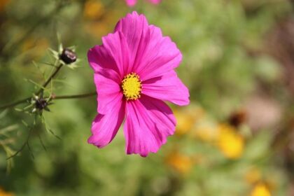 Kenny Atkinson Embraces a Slower Pace While Staying Highly Efficient