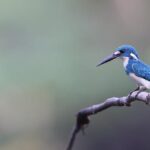 Jaden Ivey Fiasco Reveals Deep-Seated Issues Within Bulls’ Front Office