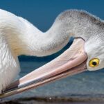 Top 5 Pelicans Head Coach Candidates: From Dark Horses to Leading Contenders