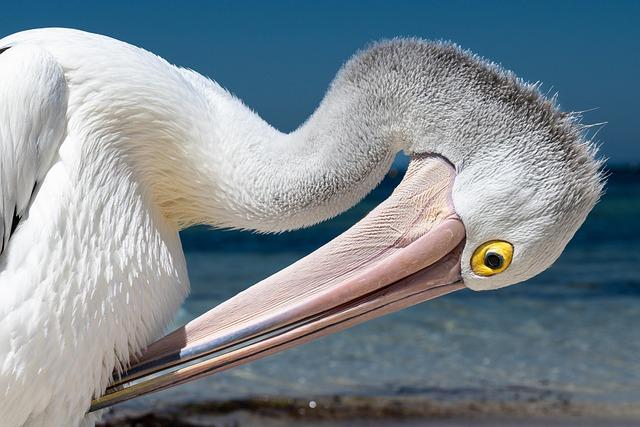 Top 5 Pelicans Head Coach Candidates: From Dark Horses to Leading Contenders