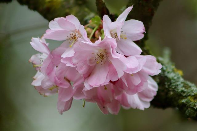 Wizards’ Cherry Blossom Uniform Returns in a Stunning Comeback for the 2026-27 Season
