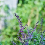 Tulsa Native Lights Up Summer League with Stellar Performance for OKC Thunder