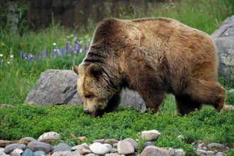 Live: Memphis Grizzlies vs. Oklahoma City Thunder – Epic NBA Showdown Unfolds