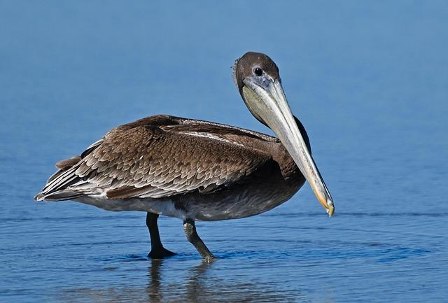 Pelicans Face the Danger of Squandering Another Season Without a Center Trade