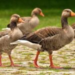 Sneaky Goose Sends Warriors’ Draymond Green Into Hilarious Panic: ‘Oh Sh-