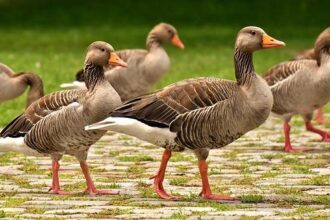 Sneaky Goose Sends Warriors’ Draymond Green Into Hilarious Panic: ‘Oh Sh-