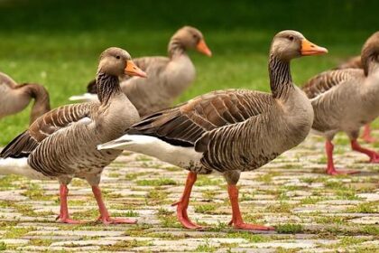 Sneaky Goose Sends Warriors’ Draymond Green Into Hilarious Panic: ‘Oh Sh-