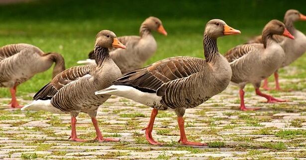 Sneaky Goose Sends Warriors’ Draymond Green Into Hilarious Panic: ‘Oh Sh-