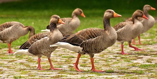Sneaky Goose Sends Warriors’ Draymond Green Into Hilarious Panic: ‘Oh Sh-