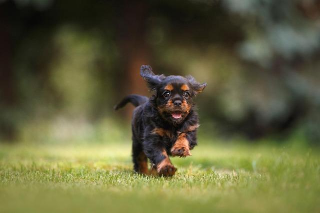 Cleveland Cavaliers vs. Memphis Grizzlies: Top Betting Tips and Latest Odds Preview