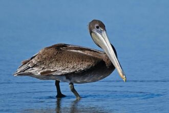 Why the Pelicans Need to Say Goodbye to Bennedict Mathurin Now