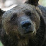 The Mavericks’ Costly P.J. Washington Mistake That Could Haunt Them Next Season